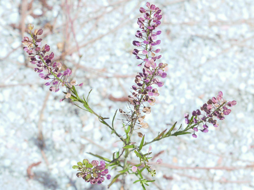 image of Lepidium virginicum var. virginicum, Poor Man's Pepper, Peppergrass