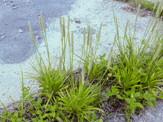 image of Plantago wrightiana, Wright's Plantain