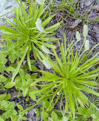 image of Plantago wrightiana, Wright's Plantain