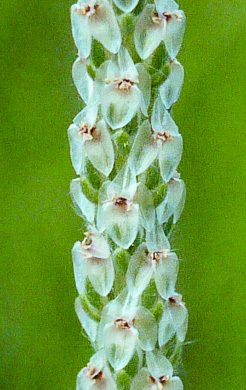 image of Plantago wrightiana, Wright's Plantain