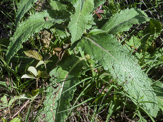 image of Verbascum virgatum, Wand Mullein, Twiggy Mullein, Moth Mullein