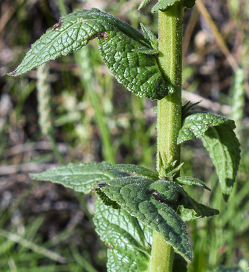 image of Verbascum virgatum, Wand Mullein, Twiggy Mullein, Moth Mullein