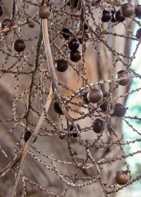 image of Sabal palmetto, Cabbage Palmetto