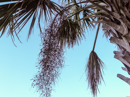 image of Sabal palmetto, Cabbage Palmetto