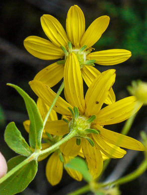 Coreopsis major var. major, Whorled Coreopsis, Woodland Coreopsis