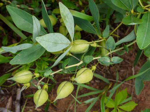 image of Baptisia bracteata, Creamy Wild Indigo