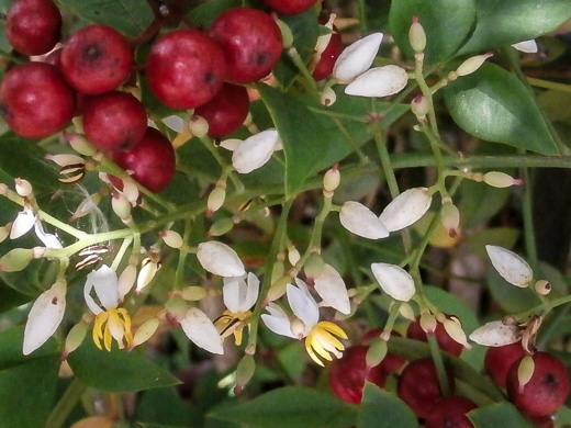 image of Nandina domestica, Nandina, Heavenly-bamboo, Sacred-bamboo