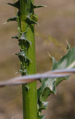 image of Carduus nutans, Nodding Thistle, Musk Thistle