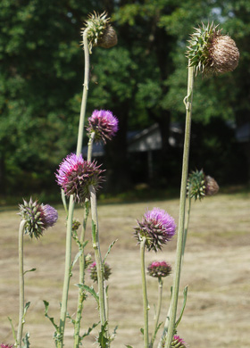 image of Carduus nutans, Nodding Thistle, Musk Thistle