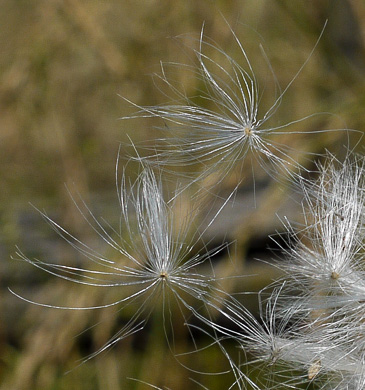 image of Carduus nutans, Nodding Thistle, Musk Thistle