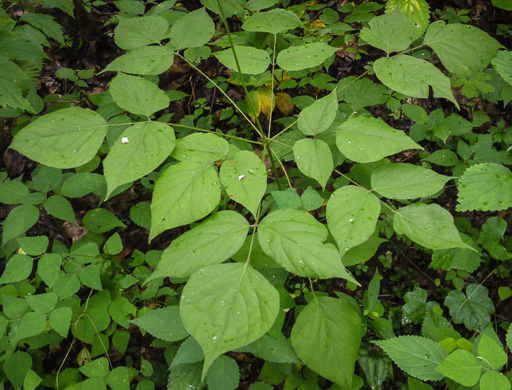 image of Hylodesmum glutinosum, Heartleaf Tick-trefoil, Clusterleaf Tick-trefoil, Pointedleaf Tick-Trefoil