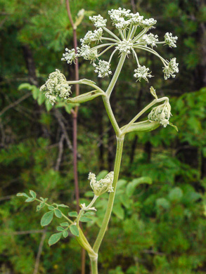 image of Angelica venenosa, Hairy Angelica, Downy Angelica, Deadly Angelica, Woodland Angelica