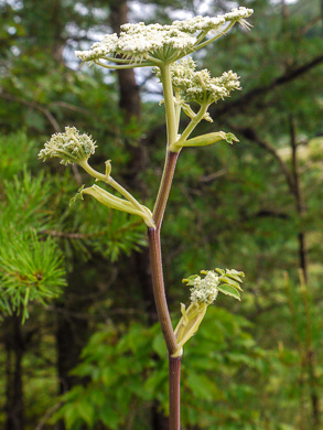 image of Angelica venenosa, Hairy Angelica, Downy Angelica, Deadly Angelica, Woodland Angelica