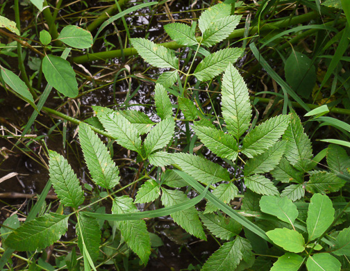 image of Cicuta maculata var. maculata, Water-hemlock, Spotted Cowbane