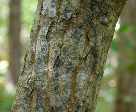 image of Halesia tetraptera var. monticola, Mountain Silverbell