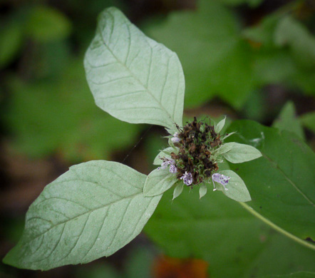 image of Pycnanthemum incanum +, Hoary Mountain-mint, White Mountain-mint