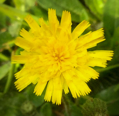 image of Pilosella officinarum, Mouse-ear Hawkweed