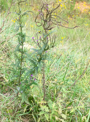 image of Verbena hastata, Blue Vervain, Common Vervain, Simpler's-joy