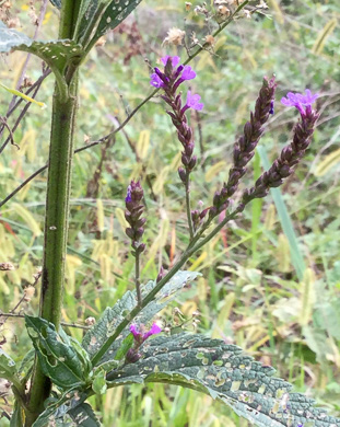 image of Verbena hastata, Blue Vervain, Common Vervain, Simpler's-joy