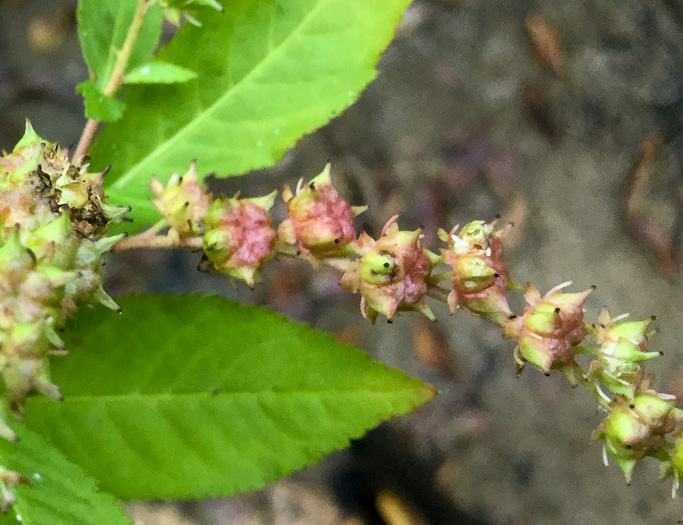 image of Penthorum sedoides, Ditch-stonecrop, American Penthorum, Marsh-stonecrop