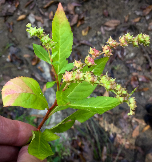 image of Penthorum sedoides, Ditch-stonecrop, American Penthorum, Marsh-stonecrop