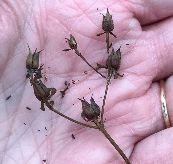 image of Hypericum nudiflorum, Early St. Johnswort, Naked St. Johnswort, Streamside St. Johnswort