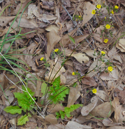 image of Youngia japonica, Asiatic Hawksbeard, Youngia, Japanese Crepis, Oriental False Hawksbeard