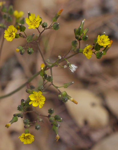 image of Youngia japonica, Asiatic Hawksbeard, Youngia, Japanese Crepis, Oriental False Hawksbeard