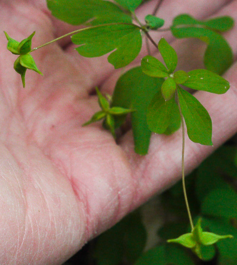 image of Enemion biternatum, False Rue-anemone, Isopyrum