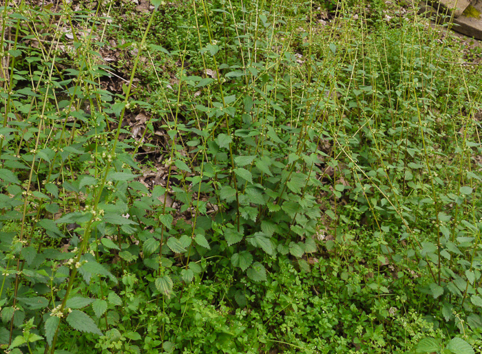 image of Urtica chamaedryoides, Weak Nettle, Dwarf Stinging Nettle, Heartleaf Nettle