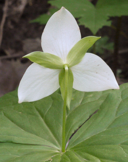 image of Trillium simile, Sweet White Trillium, Confusing Trillium, Jeweled Trillium