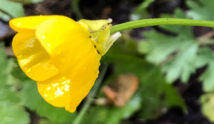 image of Ranunculus bulbosus, Bulbous Buttercup