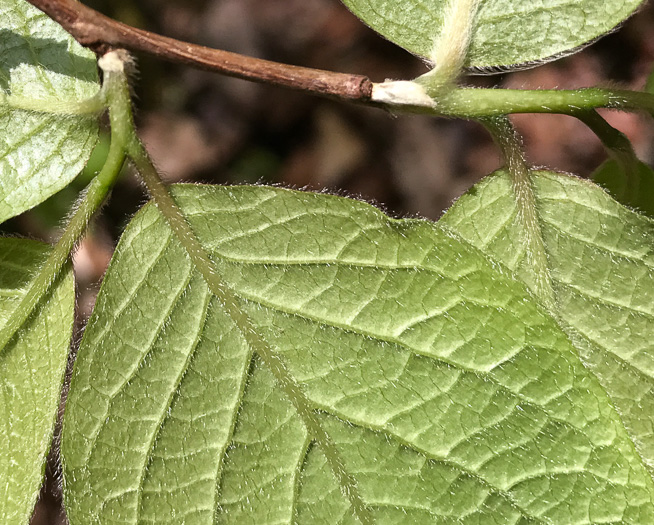 image of Stewartia ovata, Mountain Camellia, Mountain Stewartia