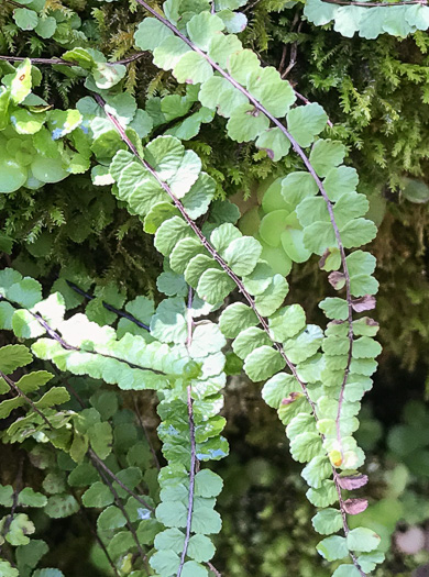 image of Asplenium trichomanes, Maidenhair Spleenwort