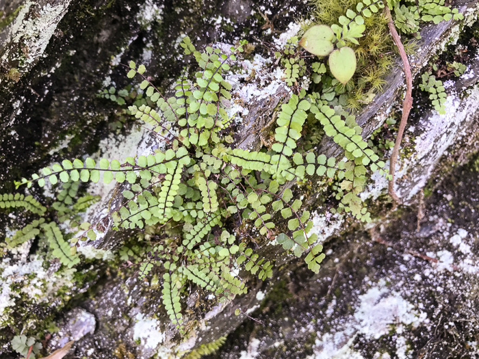 image of Asplenium trichomanes, Maidenhair Spleenwort