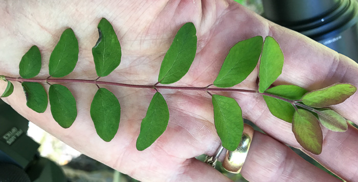 image of Symphoricarpos orbiculatus, Coralberry, Indian Currant, Buckbrush