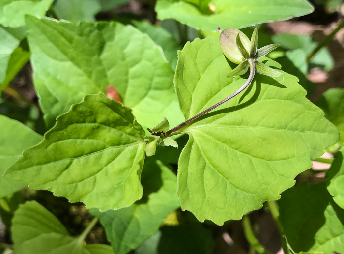 image of Viola canadensis, Canada Violet, Tall White Violet