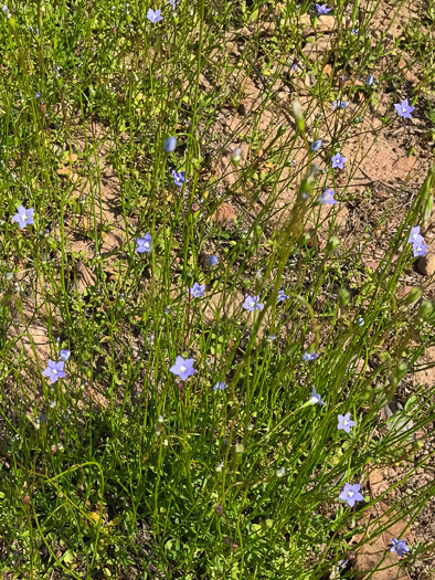 image of Wahlenbergia marginata, Wahlenbergia, Asian Rockbell, Asiatic bellflower, Southern Rockbell