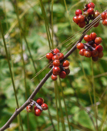 image of Rhus aromatica var. aromatica, Fragrant Sumac, Squawbush