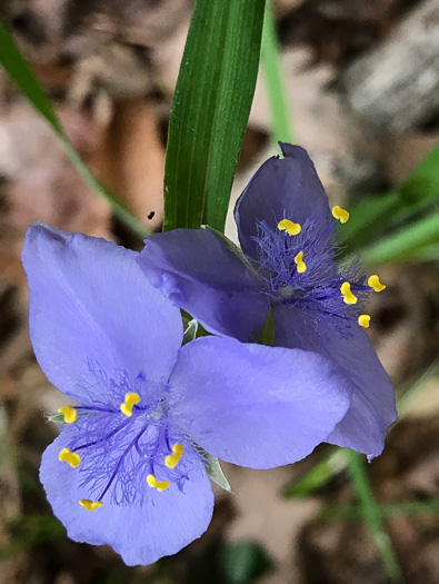 image of Tradescantia ohiensis, Smooth Spiderwort, Ohio Spiderwort