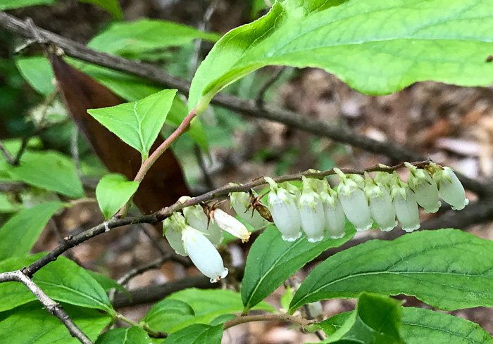 image of Eubotrys racemosus, Coastal Fetterbush, Swamp Sweetbells, Swamp Leucothoe, Swamp Fetterbush