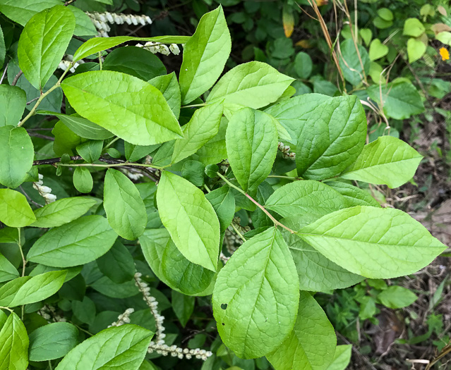 image of Eubotrys racemosus, Coastal Fetterbush, Swamp Sweetbells, Swamp Leucothoe, Swamp Fetterbush