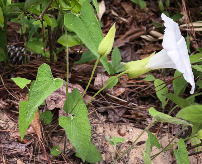 image of Convolvulus catesbyanus, Catesby's Bindweed, Catesby's False Bindweed