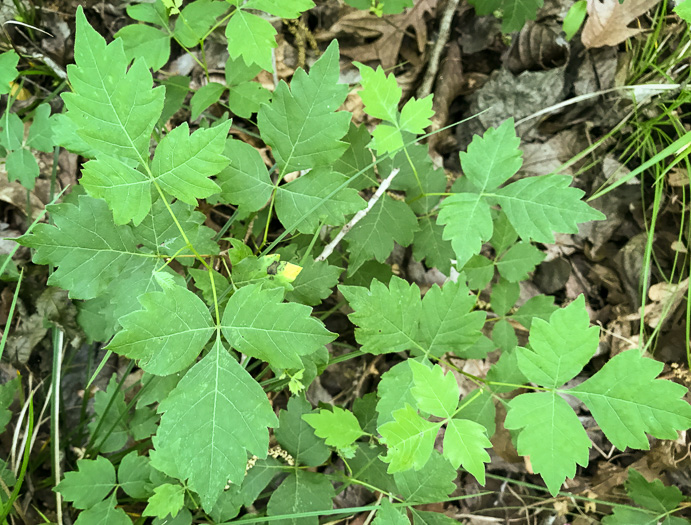 image of Rhus aromatica var. aromatica, Fragrant Sumac, Squawbush