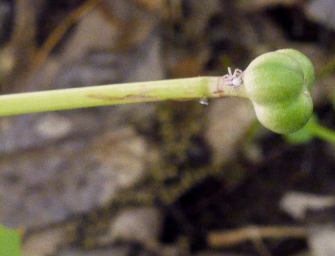 image of Zephyranthes atamasco, Common Atamasco-lily, Rain-lily, Easter Lily, Naked Lily