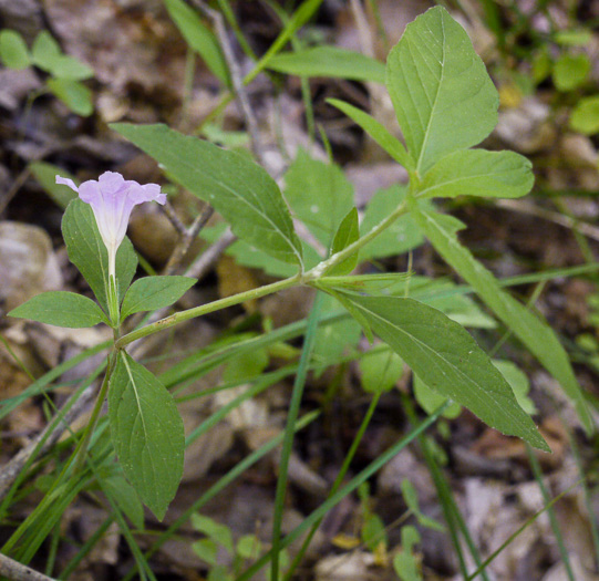 image of Ruellia purshiana, Pursh's Wild-petunia