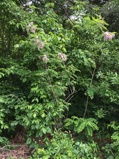 image of Robinia viscosa, Clammy Locust