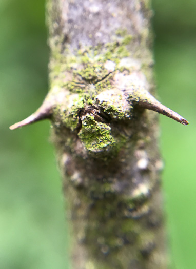 image of Robinia viscosa, Clammy Locust