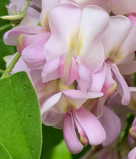 image of Robinia viscosa, Clammy Locust