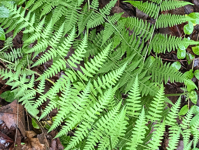 image of Macrothelypteris torresiana, Mariana Maiden-fern, Swordfern, False Maiden-fern